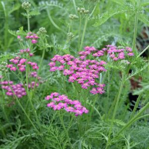 Achillea millefolium 'Cerise Queen' ---